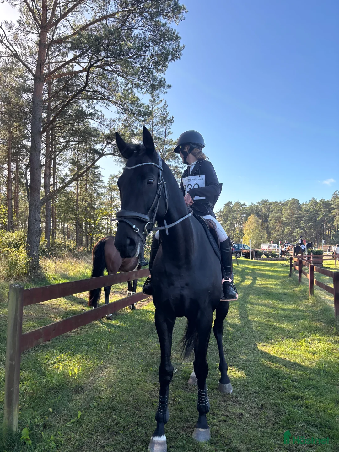 Fälttävlan hästar till salu: Drömhäst  i Skara - Annons 2