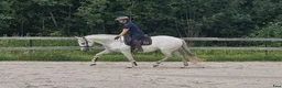Dressyr hästar till salu: Vackert PRE-sto *nya filmer 2/7* - Annons 4
