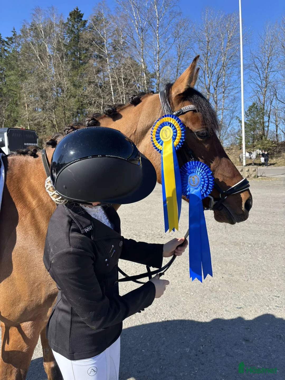 Dressyr hästar till salu: Snäll dressyrtalang för framtida mästerskap  - Annons 2