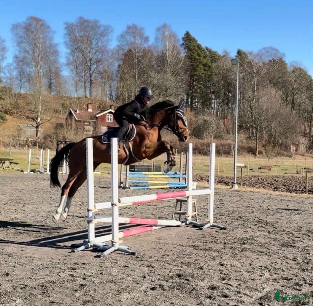  hästar Trevlig allround häst, passar även verksamhet - Annons 4