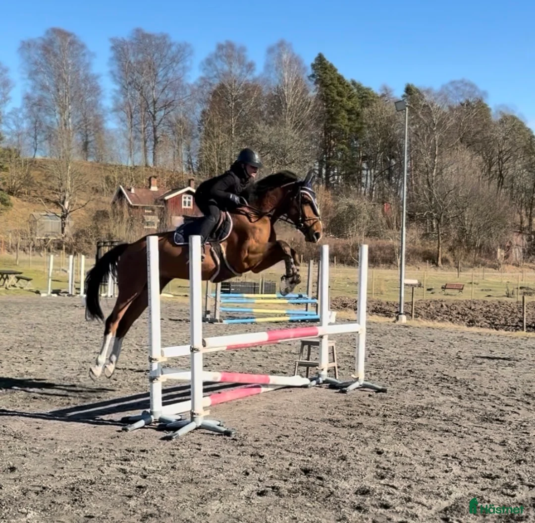 Allround hästar till salu: Trevlig allround häst, passar även verksamhet - Annons 1