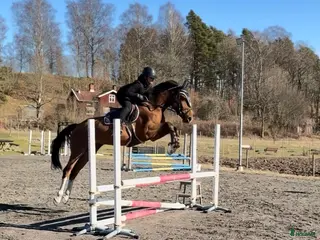 hästar Trevlig allround häst, passar även verksamhet - Annons 4