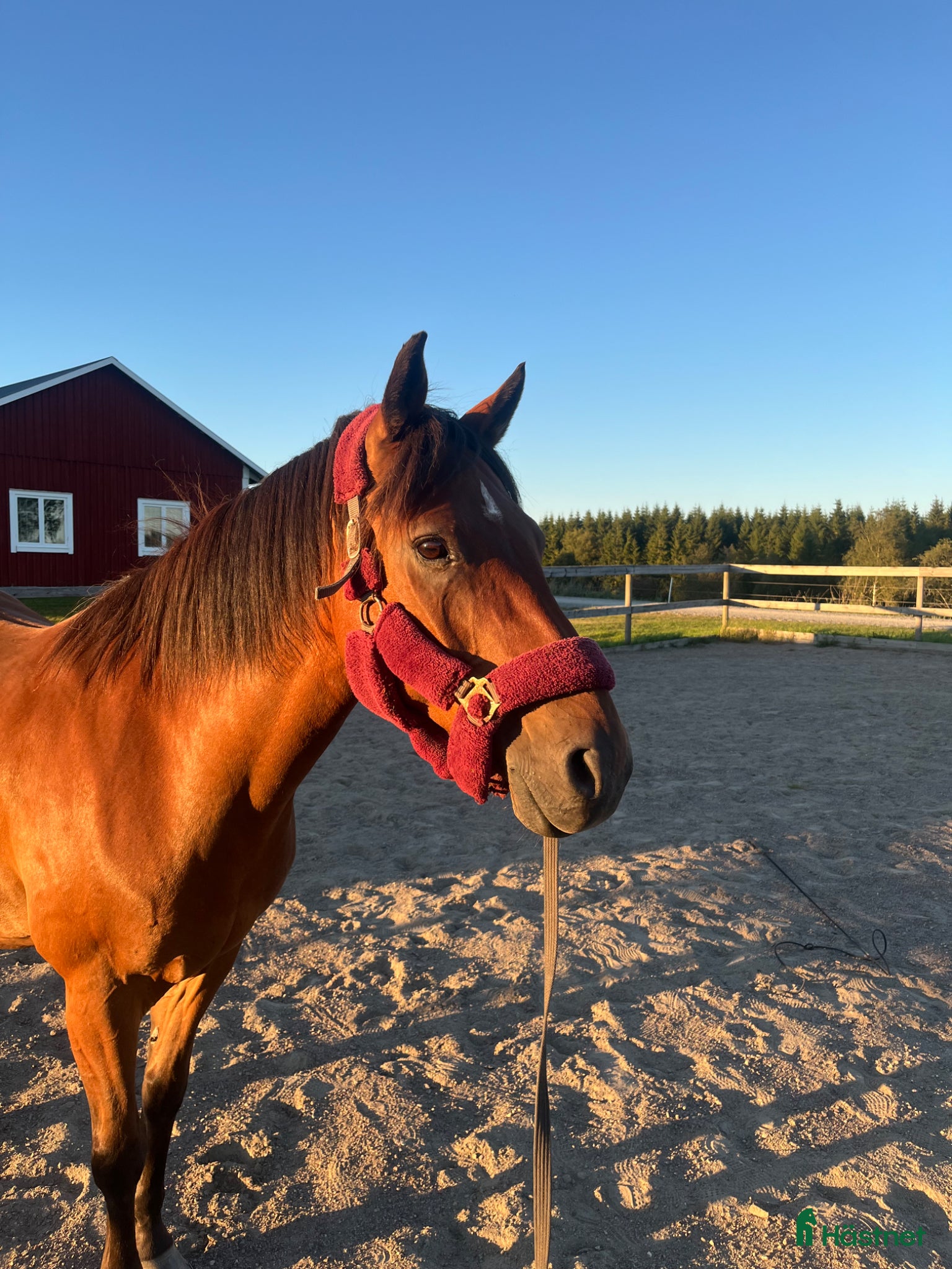  hästar Charmig ponny till salu  - Annons 2