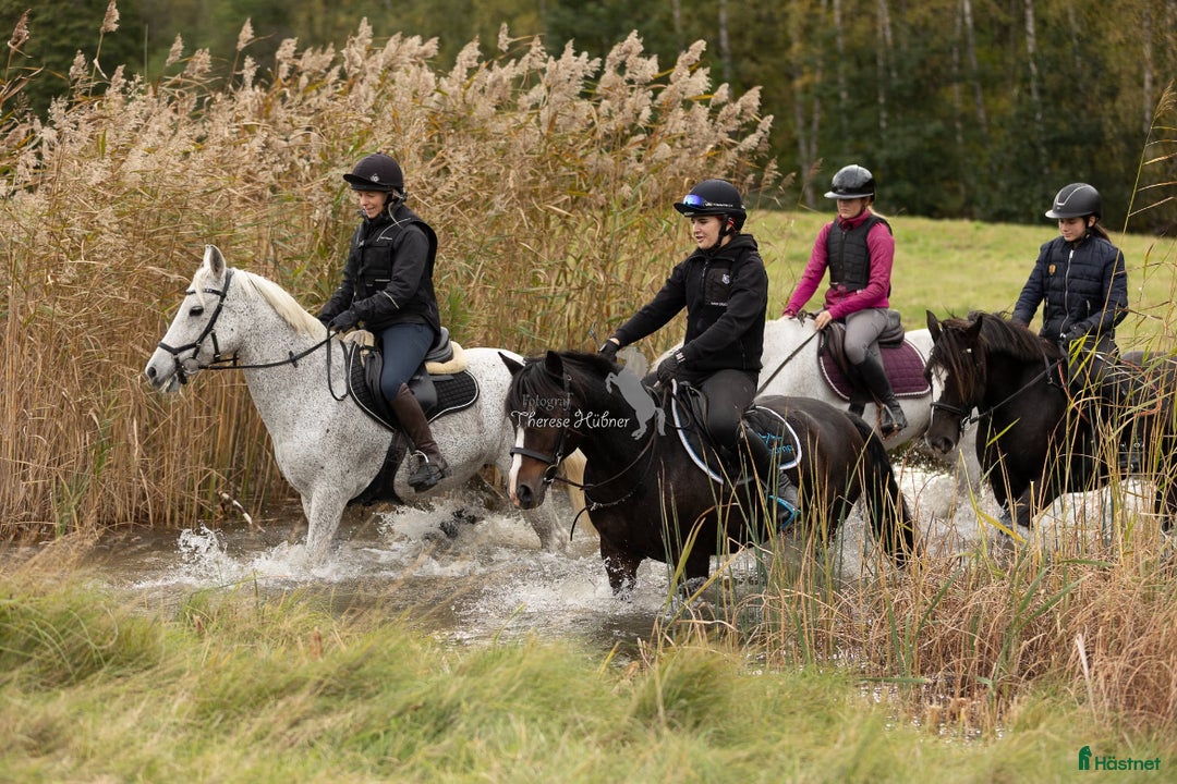 Övrigt hästar till salu: Maxad B-ponny som älskar arbete - och frihet i Vallentuna - Annons 12