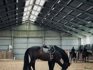 hästjobb Söker Extrajobb — Sommarjobb - Annons 21