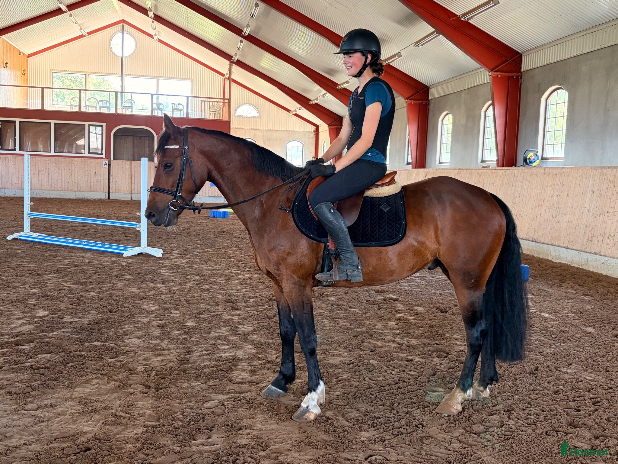  hästar Connemara valack 🐴 - Annons 2