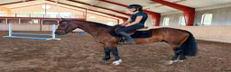 Allround hästar till salu: Connemara valack 🐴 - Annons 2