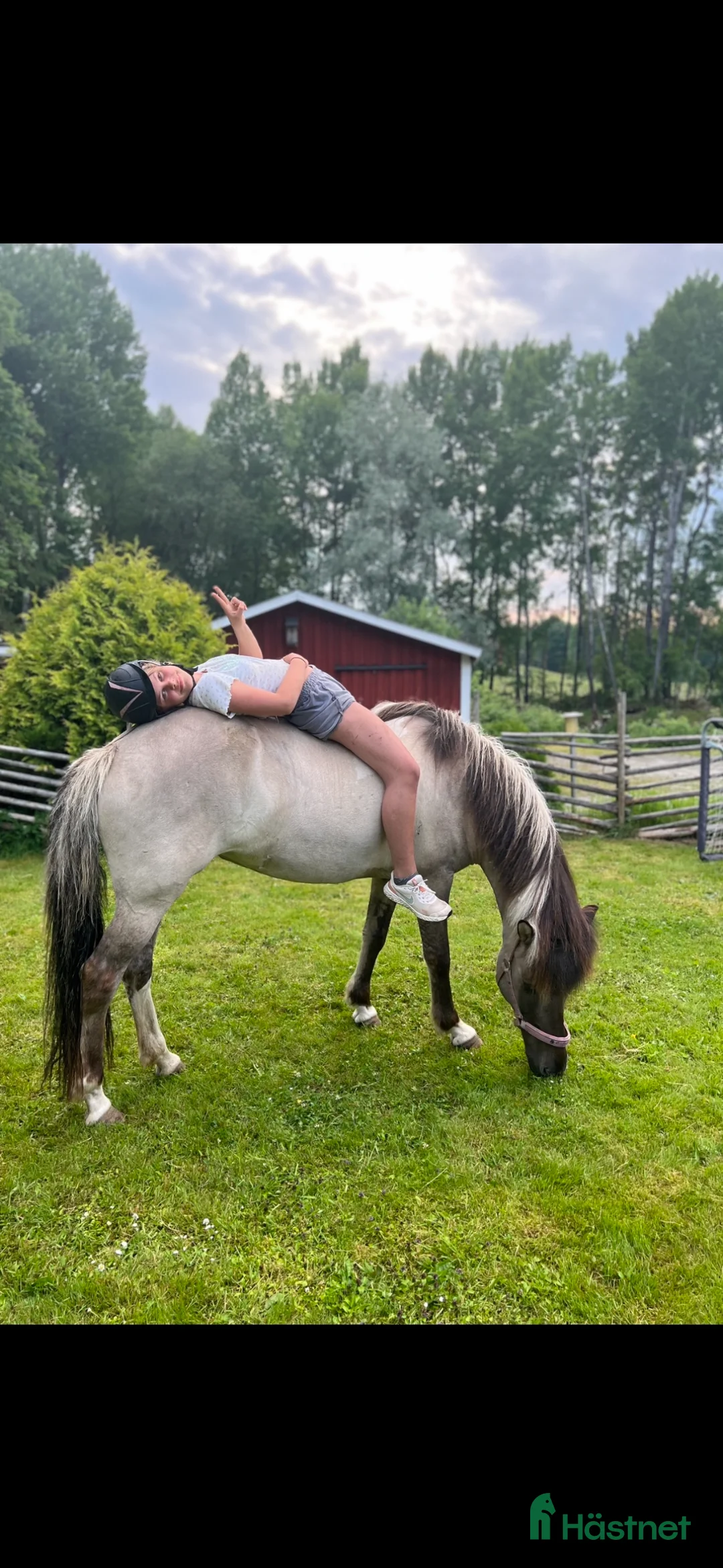 Island hästar till salu: Snällt sto född 2010 - Annons 3