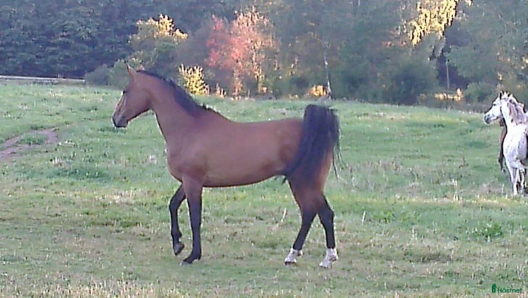 Allround hästar till salu: BIG BEN behöver nytt kärleksfullt hem i Höör - Annons 12