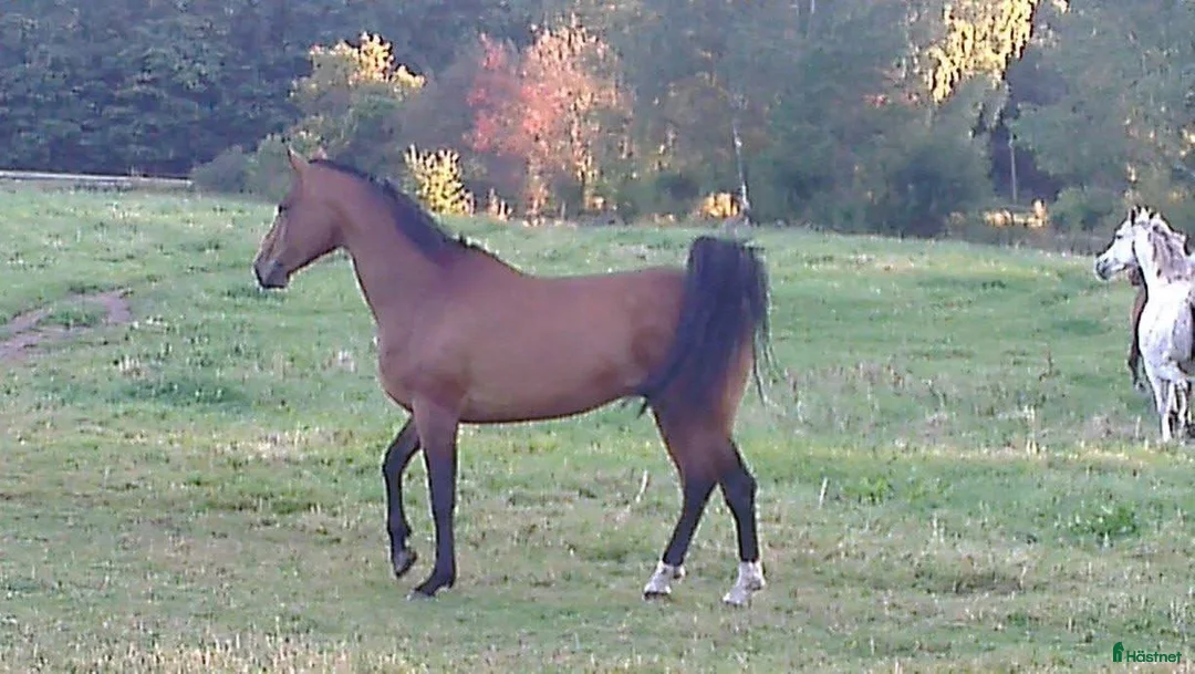 Allround hästar till salu: BIG BEN behöver nytt kärleksfullt hem - Annons 12