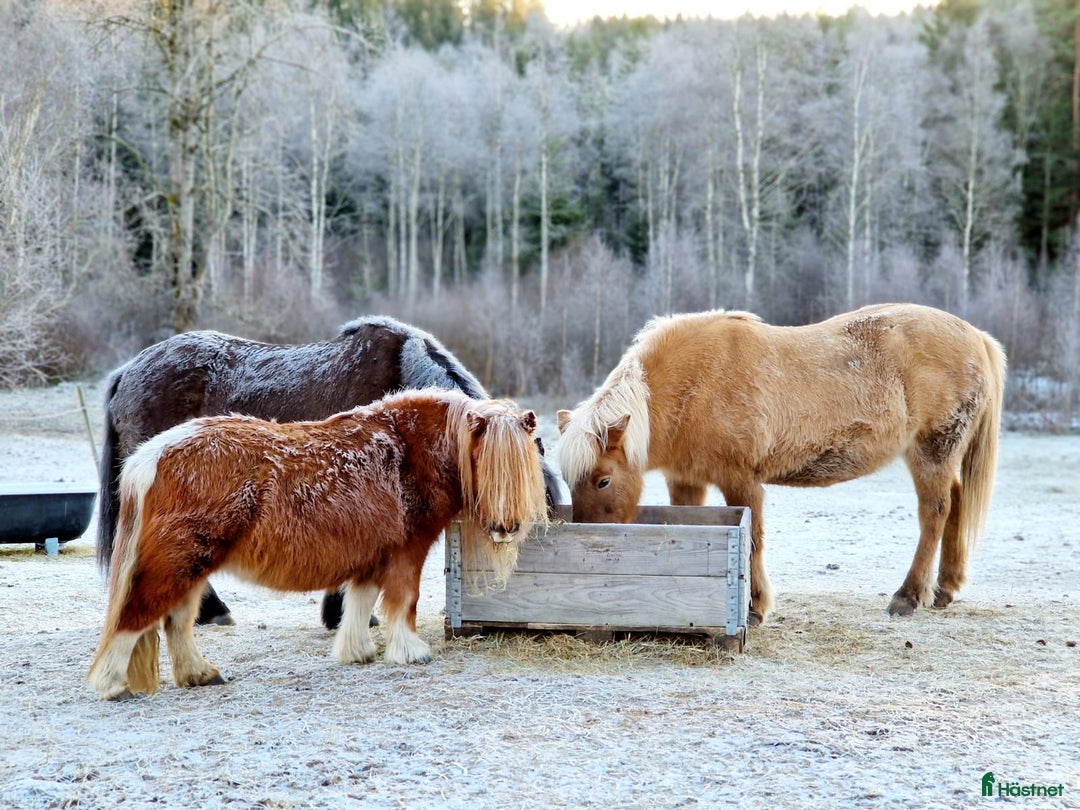 Island hästar till salu: Lugnt och snällt sto i Landvetter - Bild 6