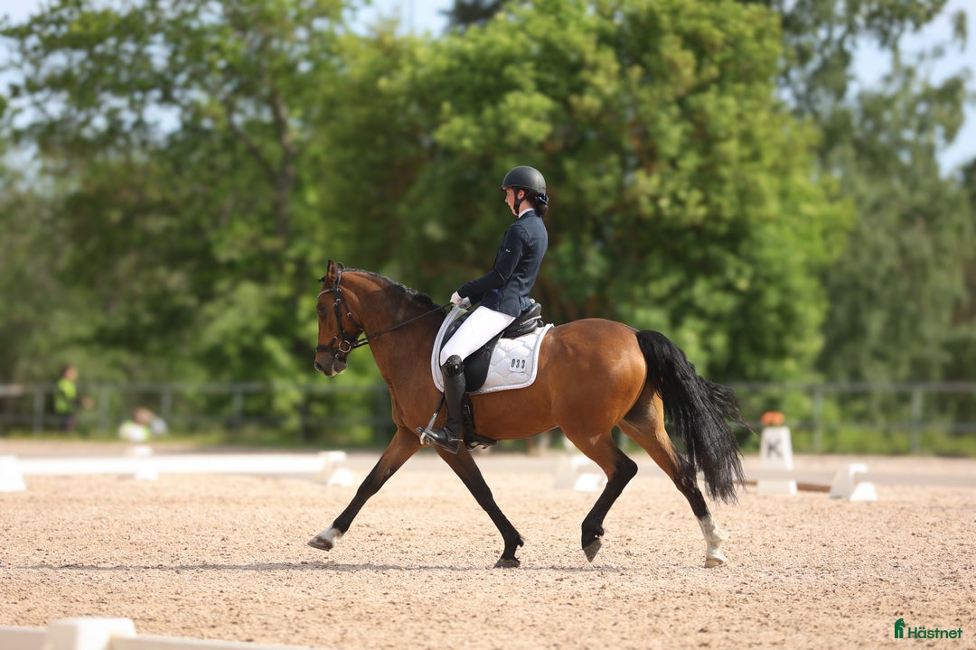 Dressyr hästar till salu: FEI-ponny med power under hovarna i Nacka - Annons 5