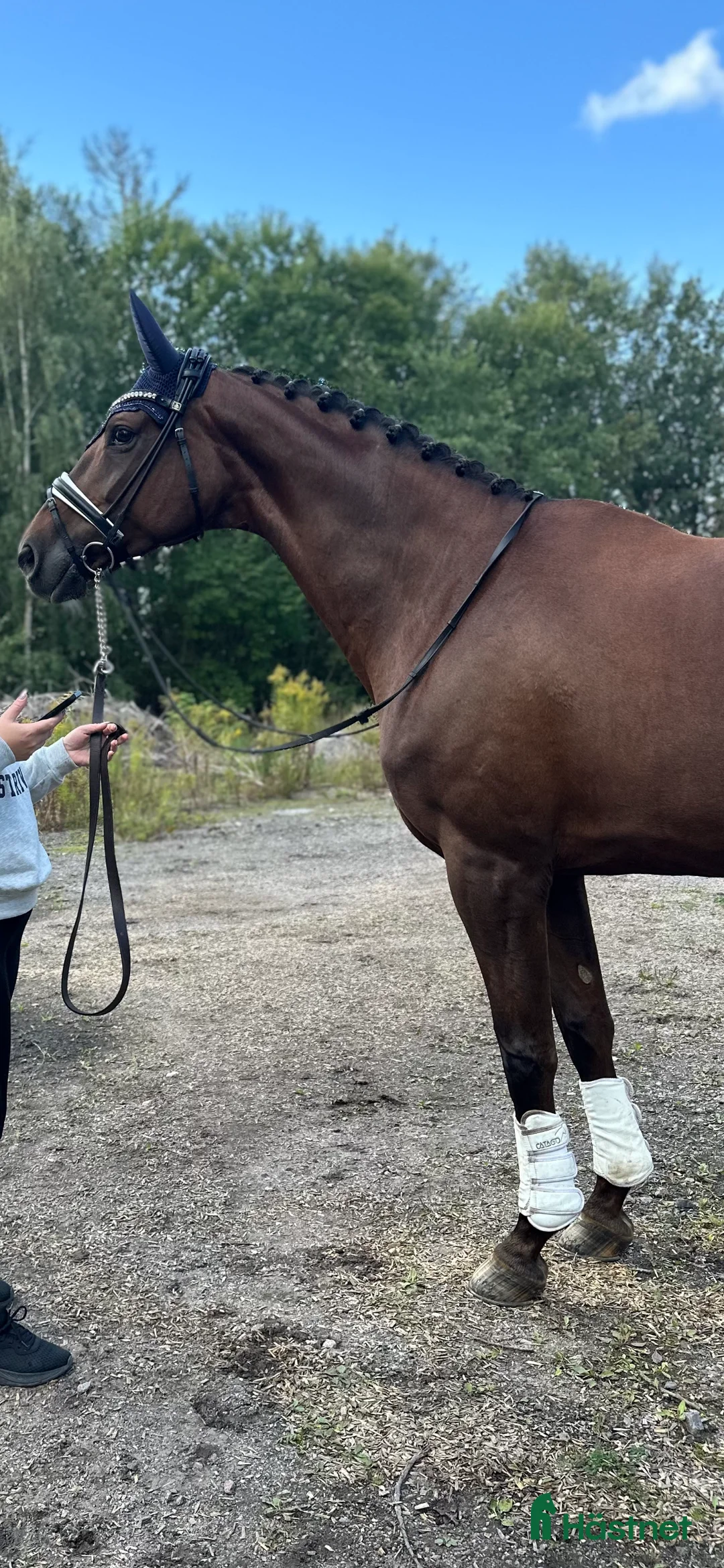 Dressyr hästar till salu: Fantastiskt sto med utstrålning i Södertälje - Annons 6