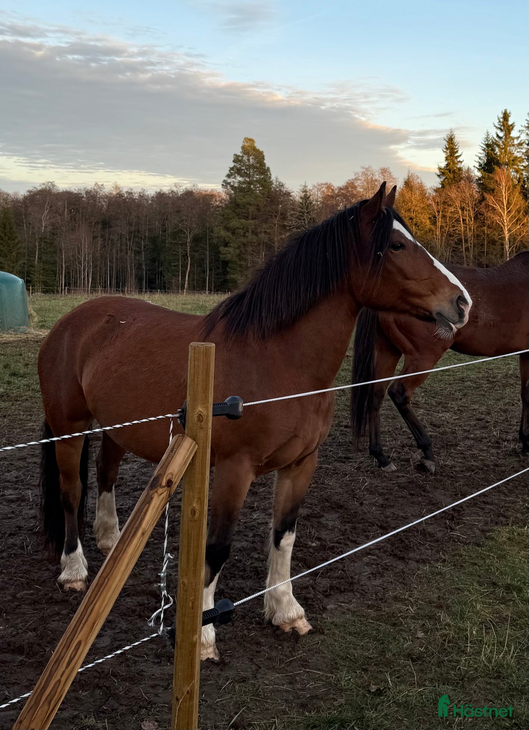 Sällskap hästar till salu: Kallblodstravare för sällskap/avel i Växjö - Annons 2