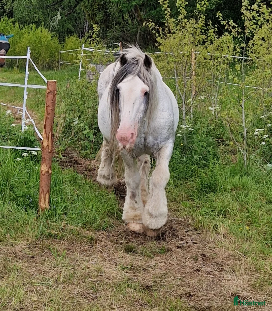 Sällskap hästar till salu: Världens snällaste hingst söker sitt sista hem! i Tranemo - Annons 2