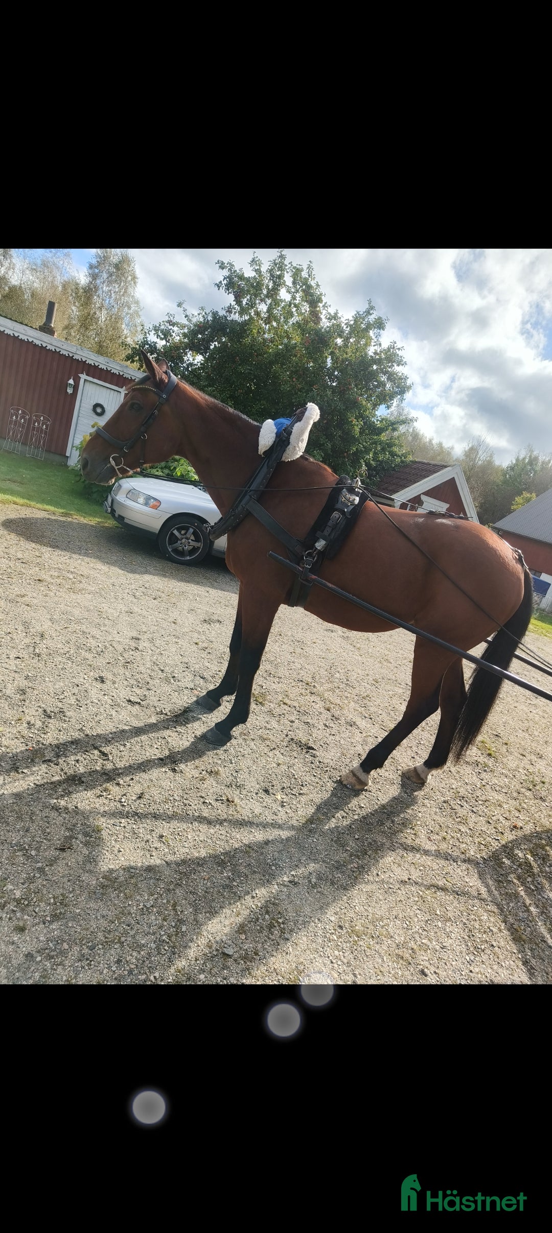 Allround hästar till salu: Underbar valack söker föralltid hem i Eneryda - Annons 5
