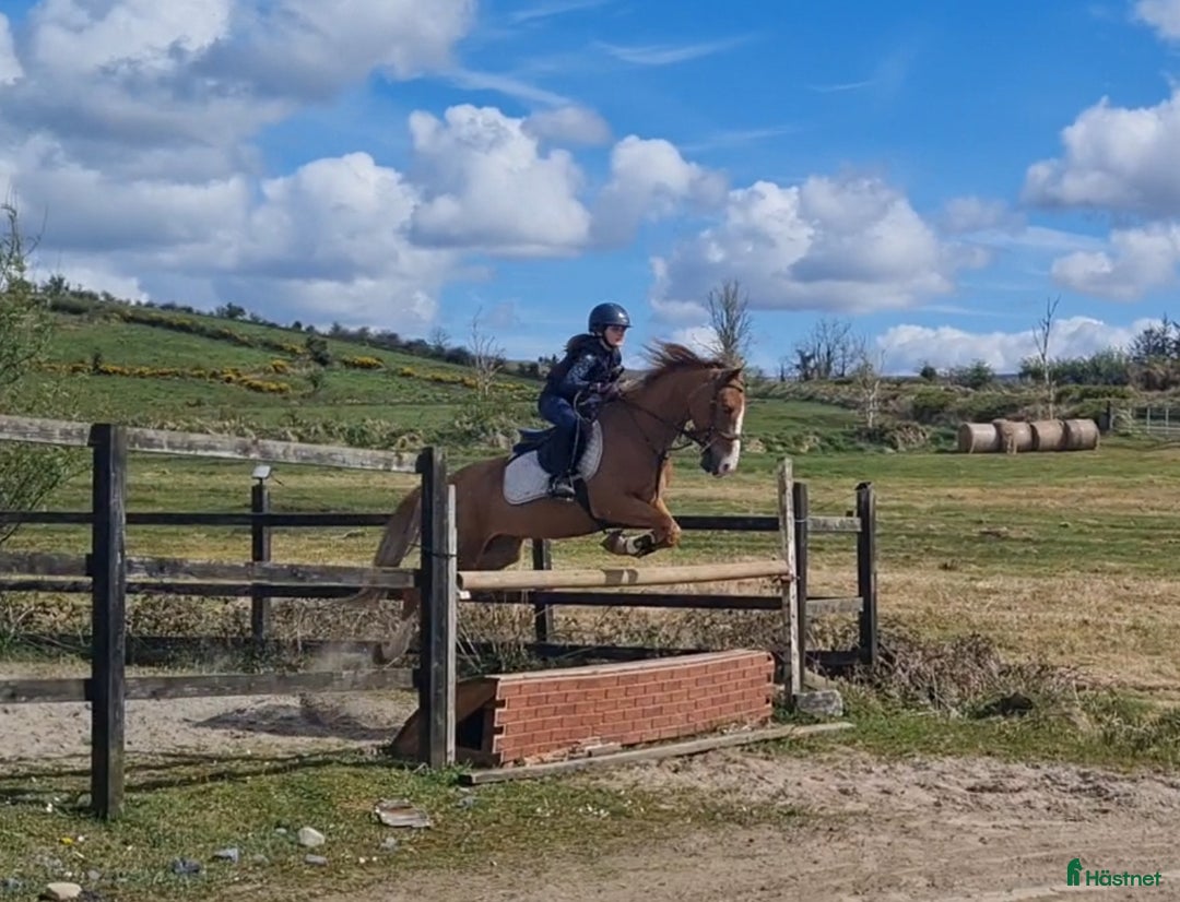 Dressyr hästar till salu: Super amazing pony i Göteborg - Annons 5