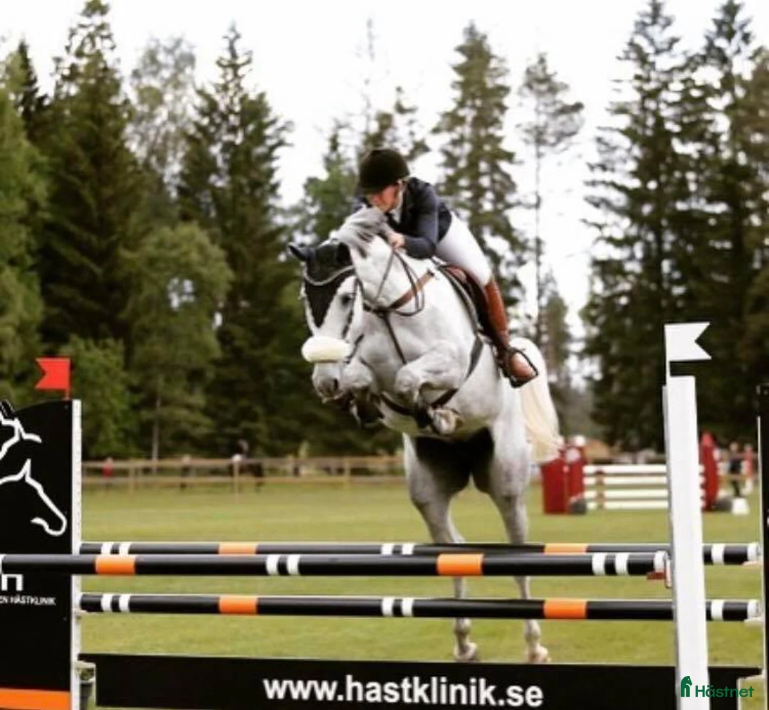 Allround hästar till salu: Avel och/eller Ridning i Brottby - Annons 2