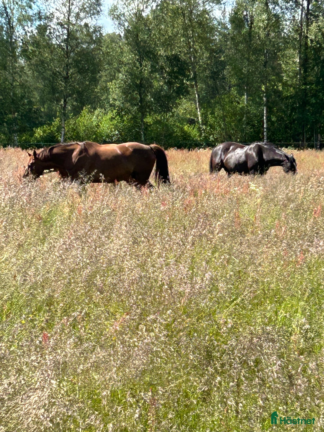  stallplats finnes: Boxplats ledig 6 km utanför Älmhult  i Älmhult - Annons 4