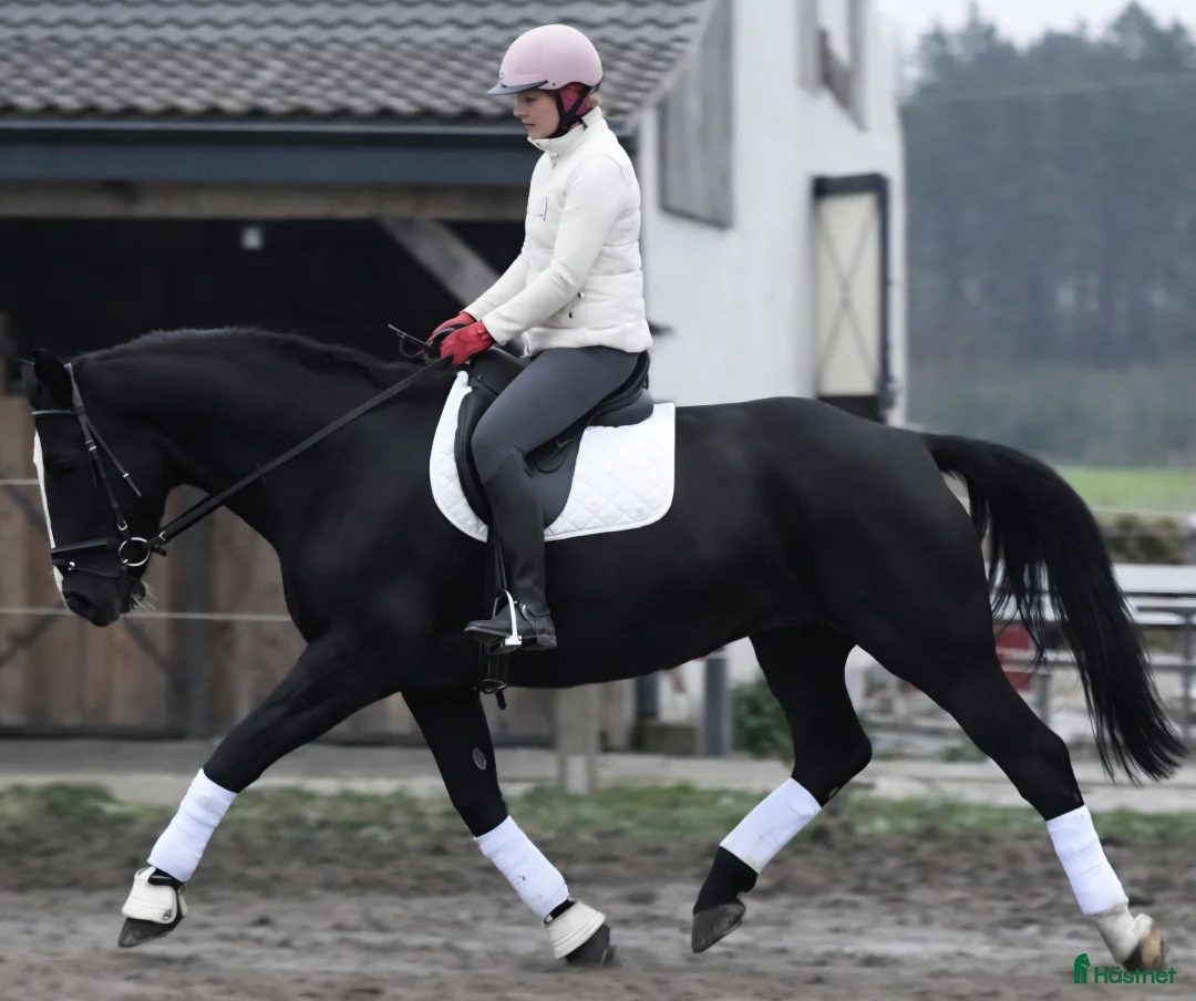 Allround hästar till salu: New Fantastic Silesian - perfect mover - Annons 6