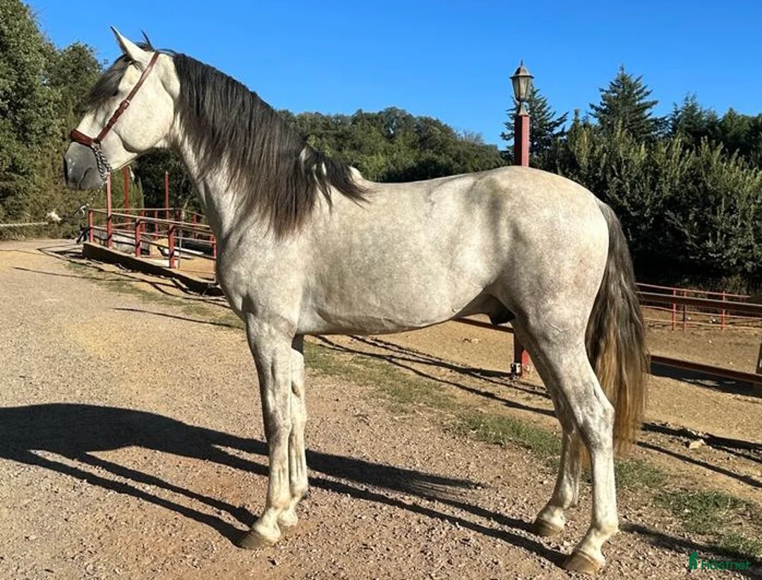 Allround hästar till salu: Underbar häst PRE  i Bredared - Annons 5