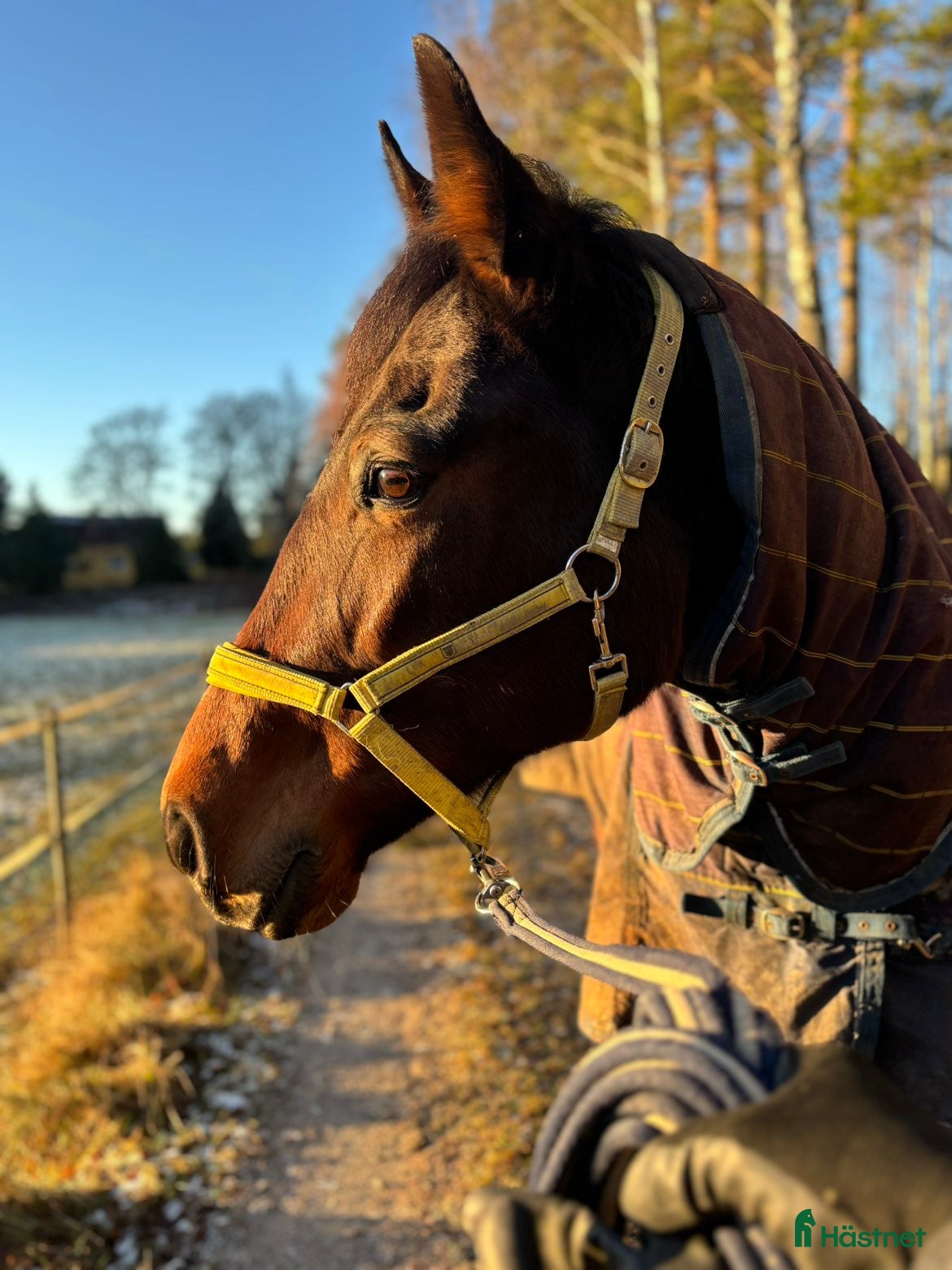  hästar Snäll pigg   ridtravare - Annons 1