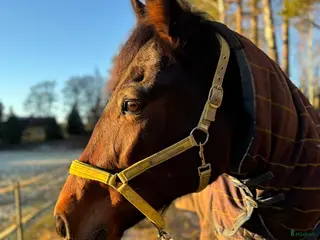 hästar Snäll pigg ridtravare - Annons 1