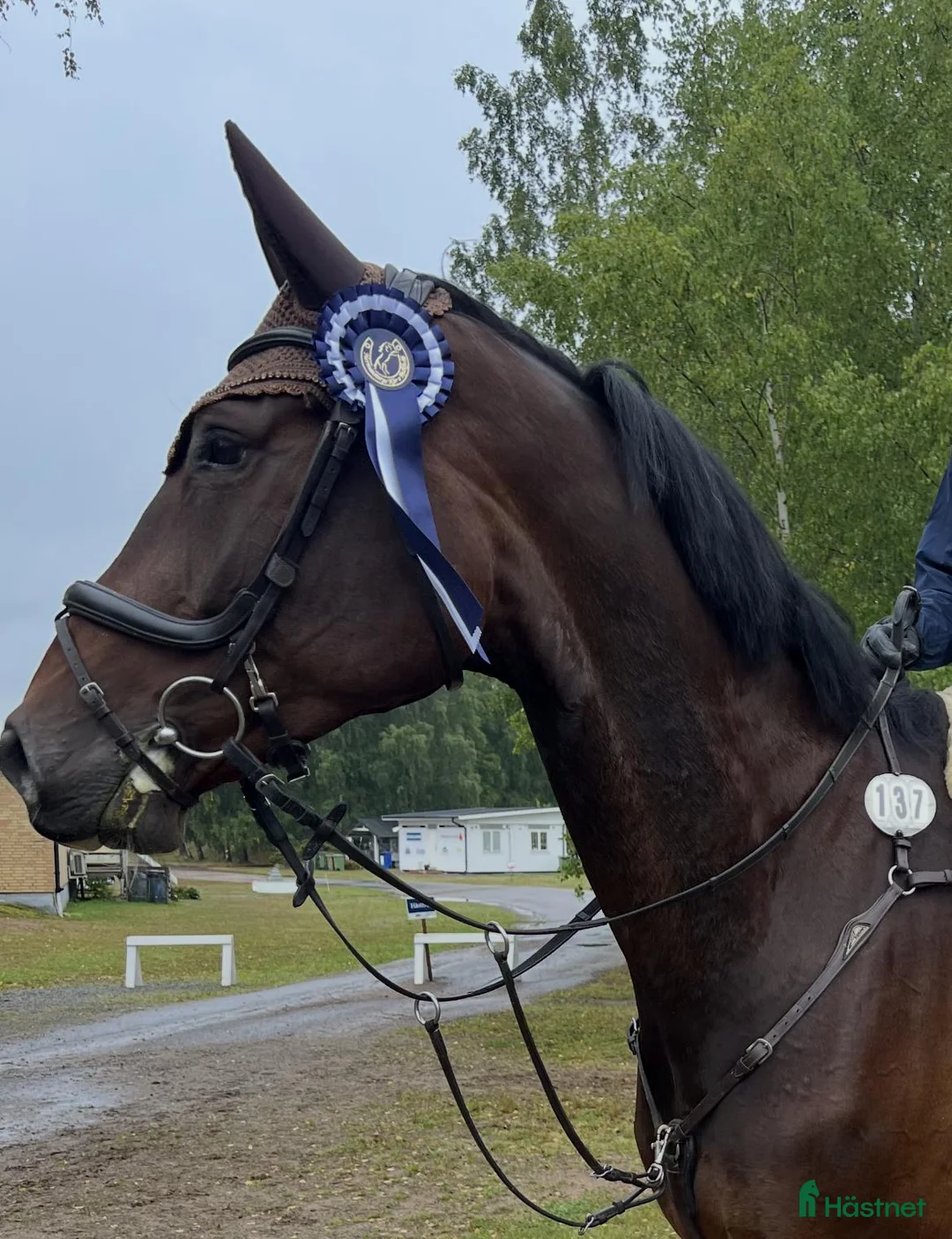 Hoppning hästar till salu: Snygg och talangfull valack med kapacitet - Annons 1