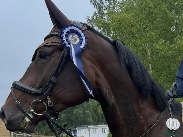 hästar Snygg och talangfull valack med kapacitet - Annons 1