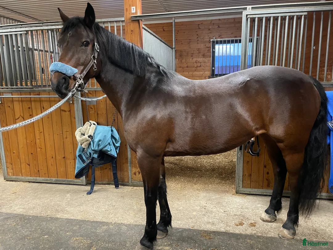 Allround hästar till salu: Härlig d-ponny söker nytt hem - Annons 3