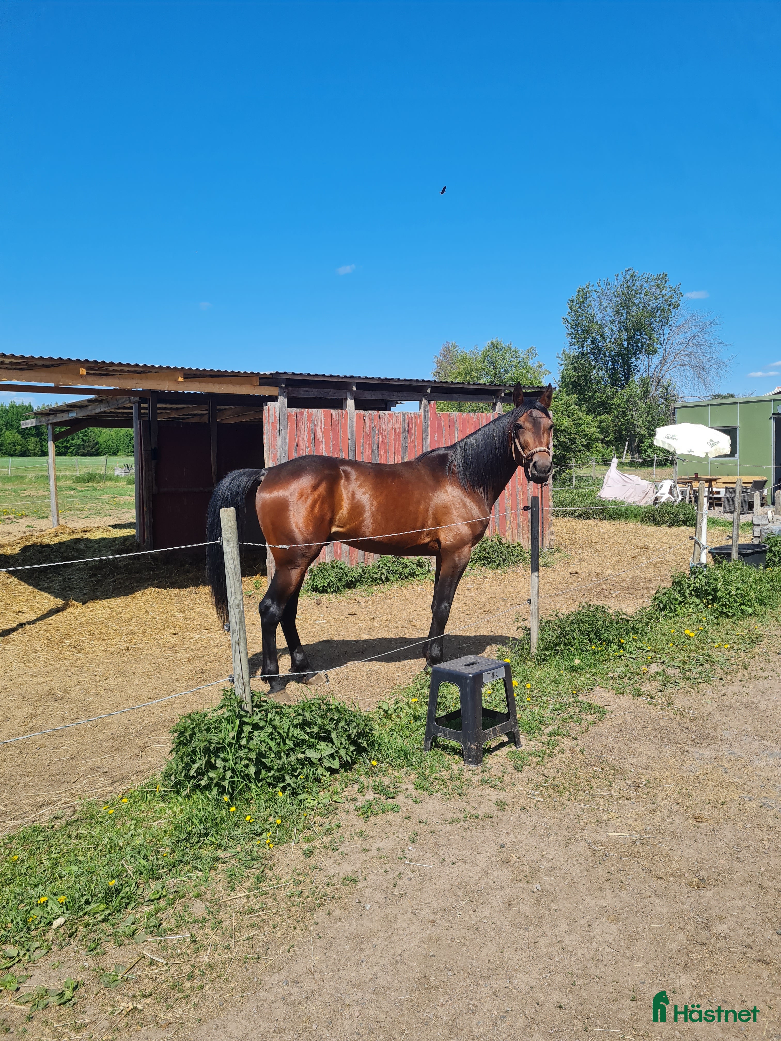  hästar Starthäst i Borlänge - Annons 11