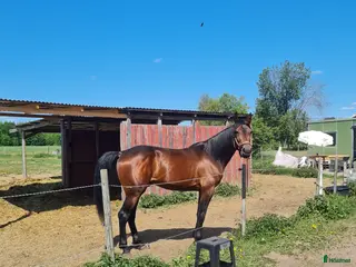 hästar Starthäst i Borlänge - Annons 11