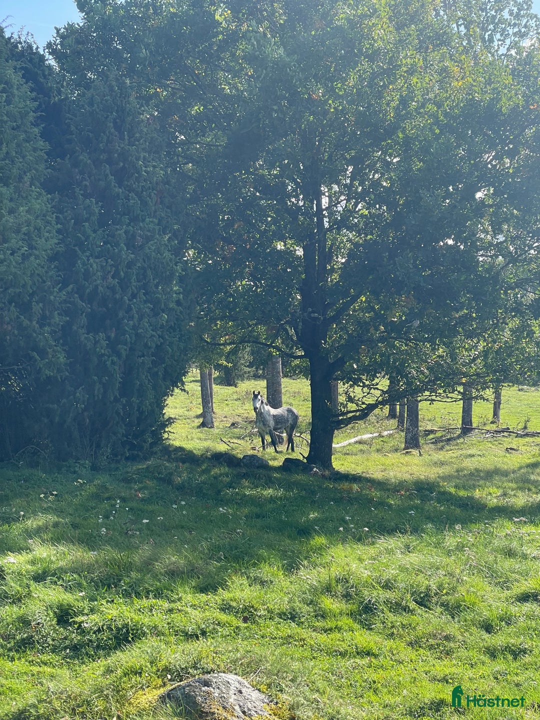  hästservice finnes: Söker dig som vill driva hästverksamhet hos oss!  i Nyköping - Annons 6