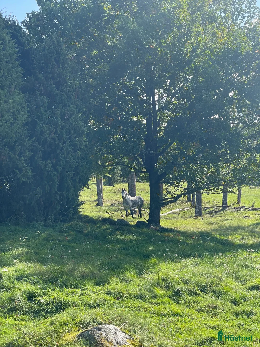  hästservice finnes: Söker dig som vill driva hästverksamhet hos oss!  i Nyköping - Annons 6