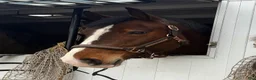 Hoppning hästar till salu: Talangfull kille för alla discipliner  - Annons 1