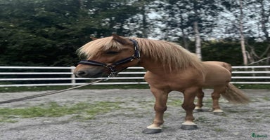  hästar i Bergeforsen - Annons 3