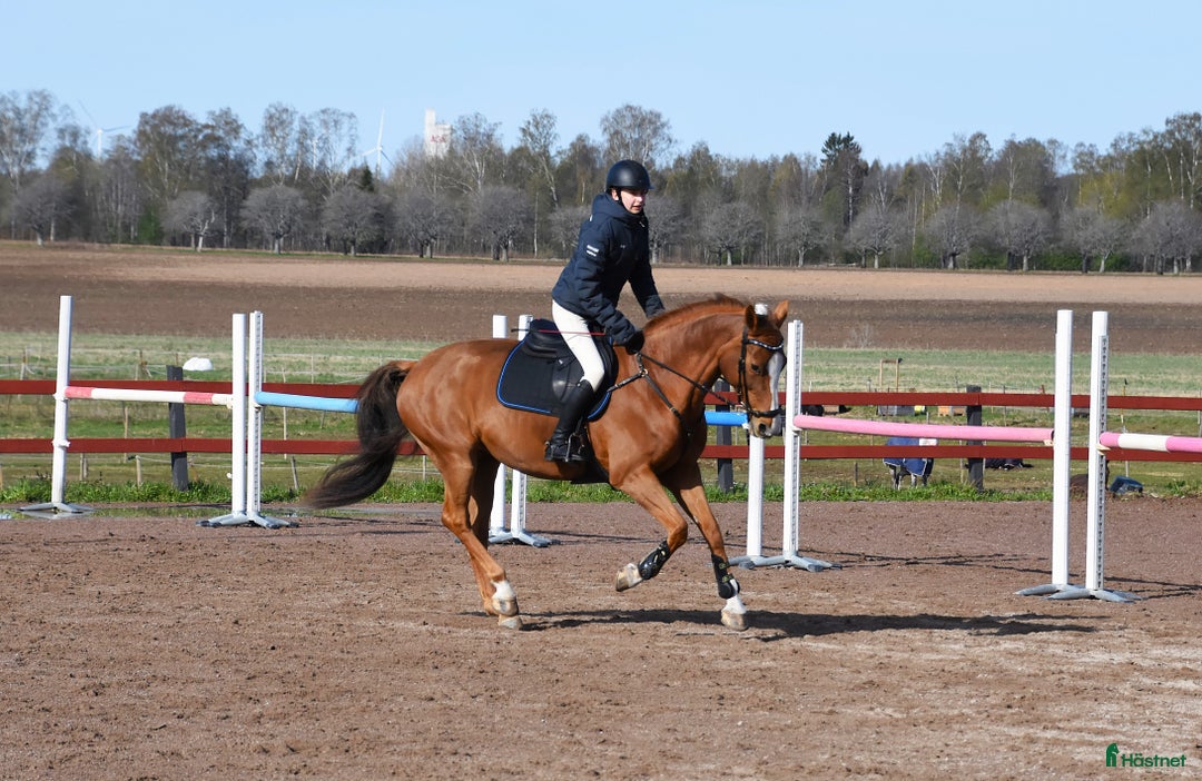 Allround hästar till salu: Trevlig allroundhäst i Avesta - Annons 2