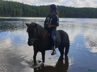 hästar Perfekt Islands valack Skogsmulle! - Annons 7