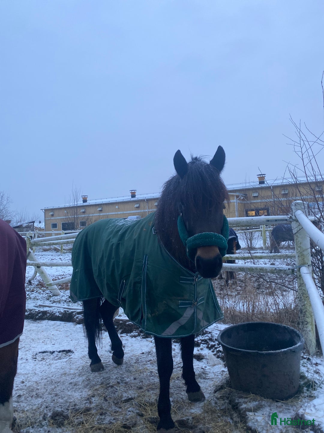 Sällskap hästar till salu: Kallblod till sällskap eller avel i Själevad - Annons 6