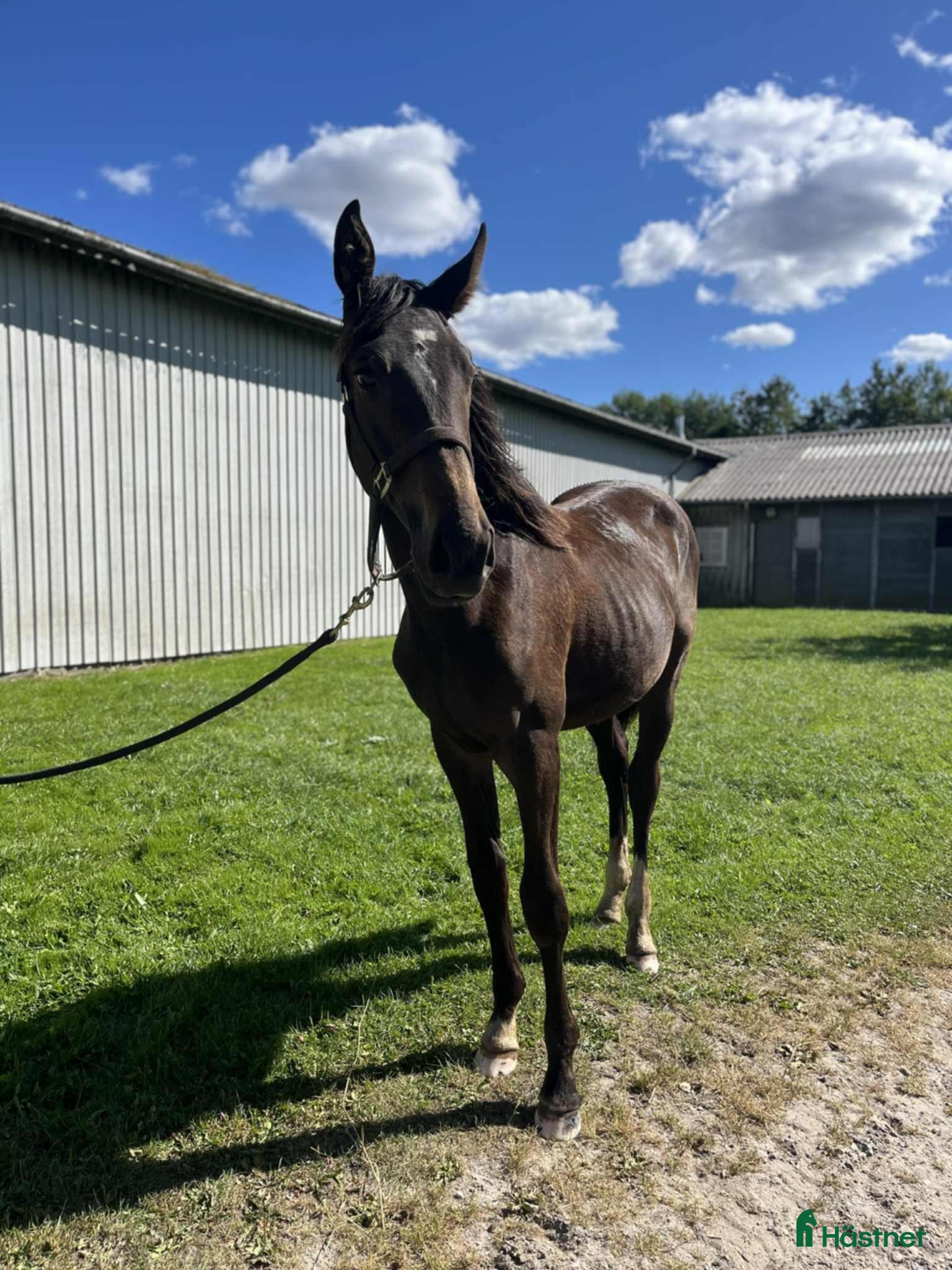 Avelshästar hästar till salu: Lillemunkholm's AppleJack - Annons 1