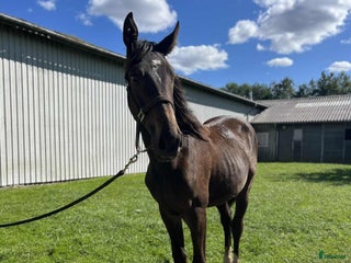 Avelshästar hästar till salu: Lillemunkholm's AppleJack - Annons 1