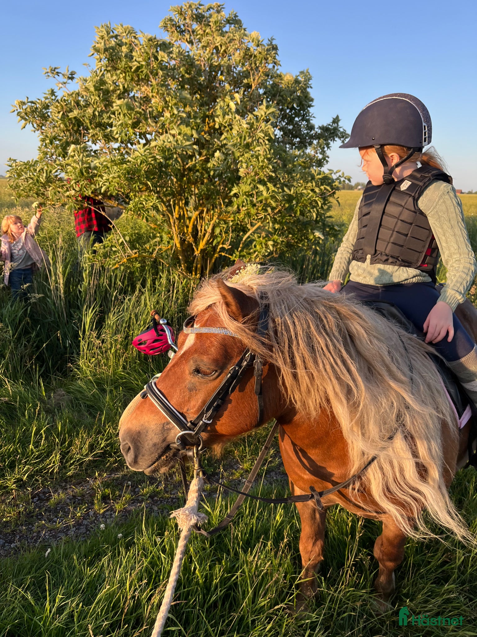  hästar Charmig shetlandsponny! - Annons 4