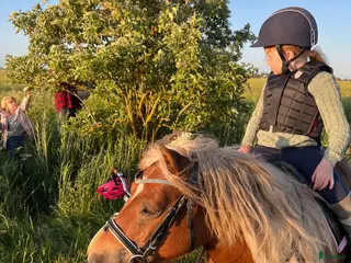 hästar Charmig shetlandsponny! - Annons 4