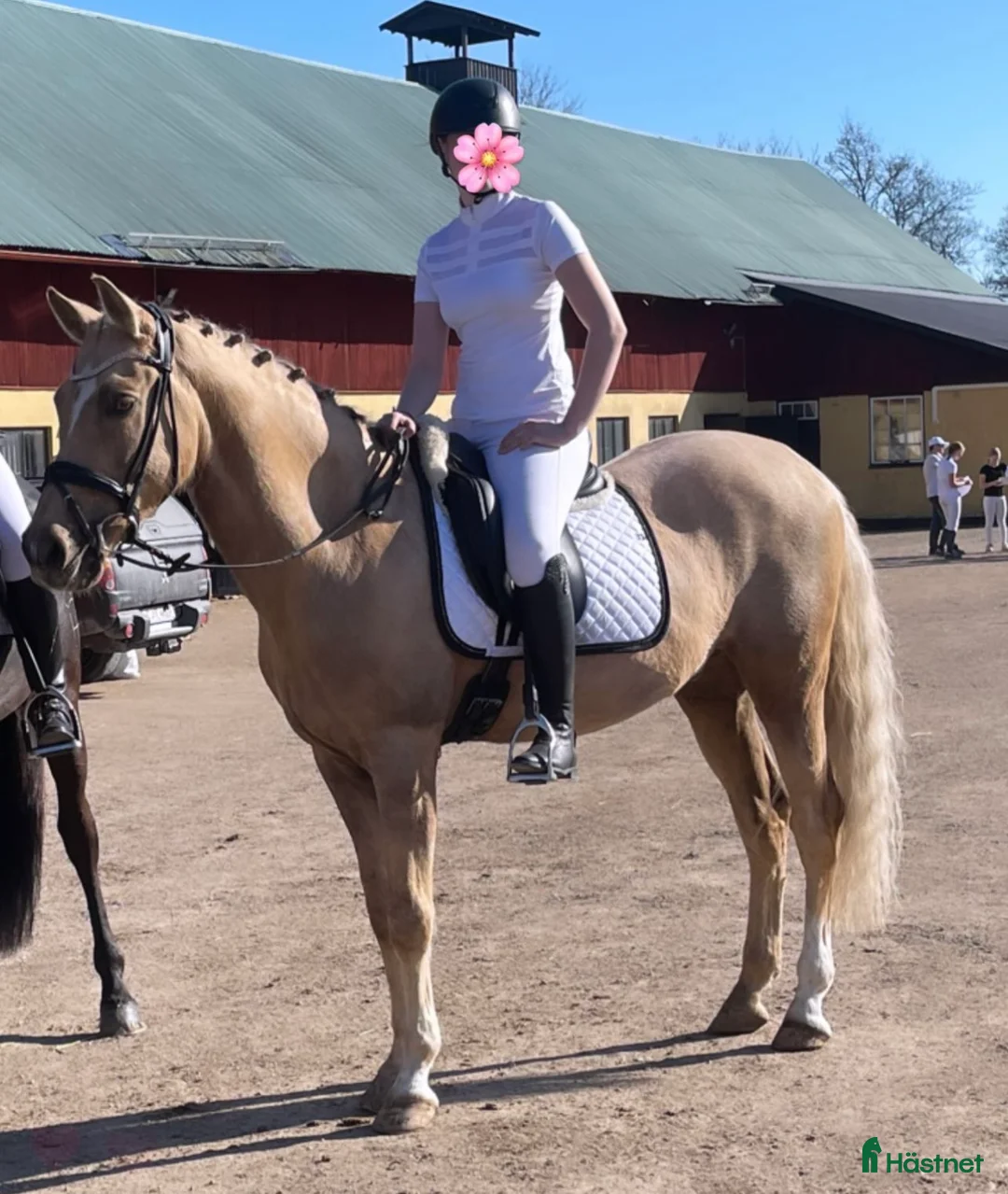 Dressyr hästar till salu: En fin valack söker nytt hem  i Märsta - Annons 1