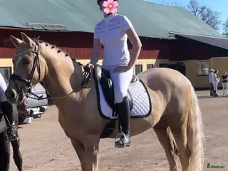 hästar En fin valack söker nytt hem i Märsta - Annons 11