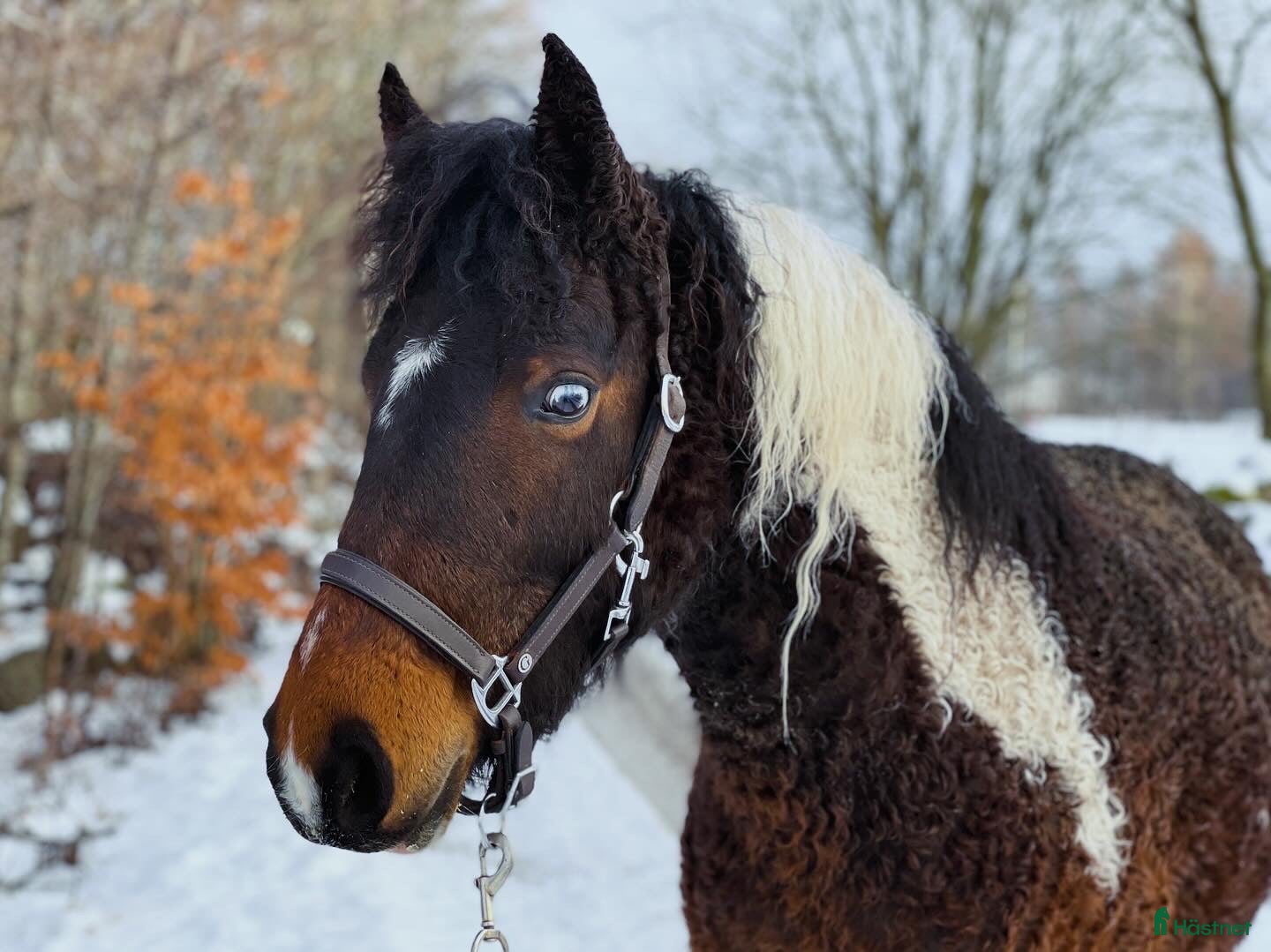  hästar Charmigt sto  - Annons 1