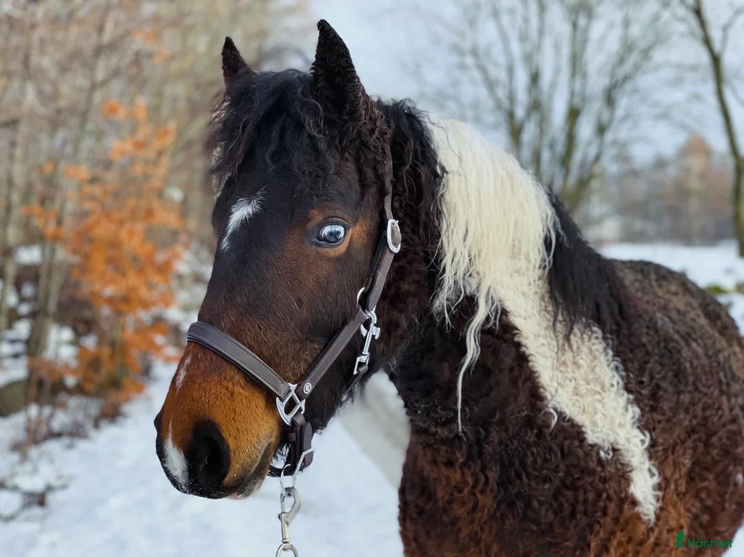 Allround hästar till salu: Charmigt sto  - Annons 1