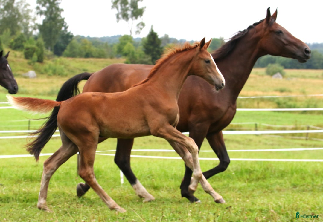 Dressyr hästar till salu: Charmigt sto e. Dutch Dream i Dyltabruk - Annons 3