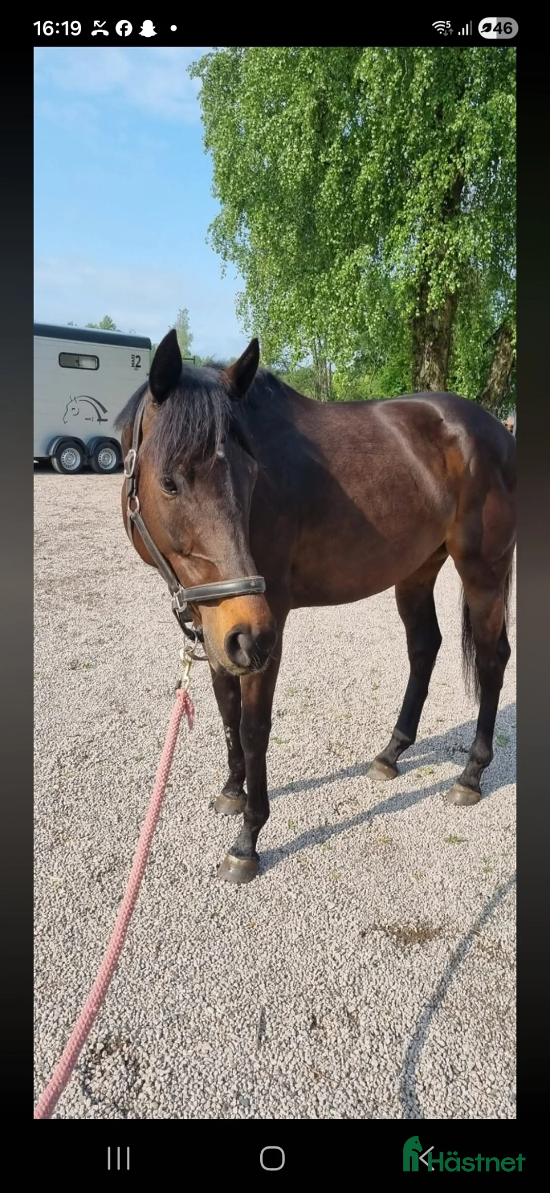 Avelshästar hästar till salu: Avelssto - Annons 1