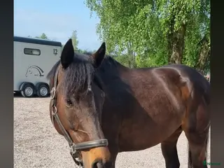 Avelshästar hästar till salu: Avelssto - Annons 1